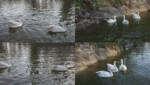湖中的一群天鹅鸭高清在线视频素材下载