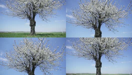 樱桃树的花朵;多莉拍摄高清在线视频素材下载