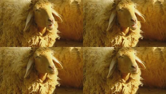 羊高清在线视频素材下载