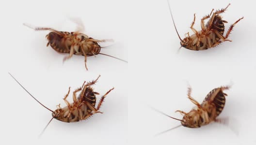 蟑螂昆虫的特写高清在线视频素材下载
