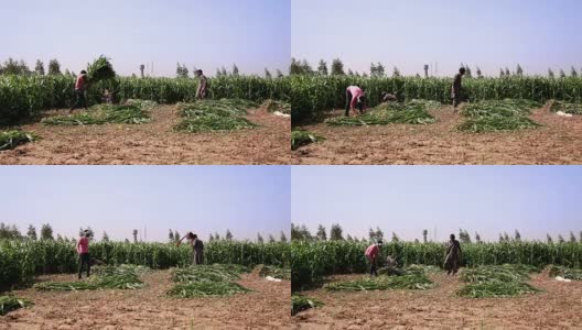 农民在绿色的田野里工作高清在线视频素材下载