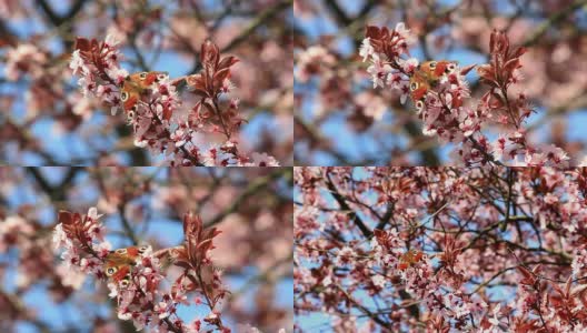 Red Admiral butterfly on Cherry tree HD高清在线视频素材下载