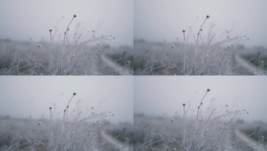 抽象的焦外成像背景。田野里覆盖着霜冻植物的冬季景观高清在线视频素材下载