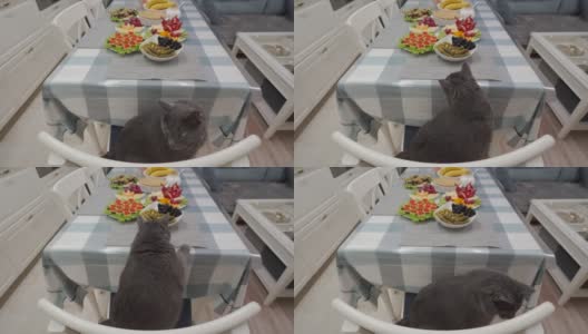 节日晚餐在厨房里，灰猫在餐桌上寻找食物，嗅着美味佳肴的香味。家庭庆祝晚餐。高清在线视频素材下载