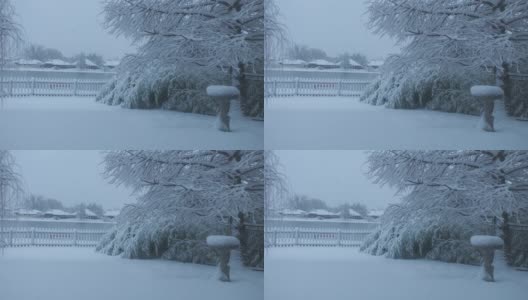 冬天的早晨，松树和竹林被白雪覆盖高清在线视频素材下载