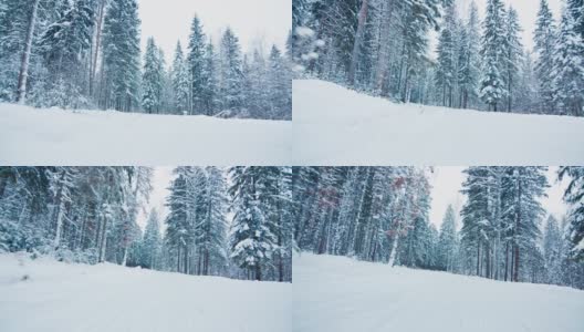 快速滑雪下坡。在冬季森林中沿着滑雪道移动的摄像机的视角高清在线视频素材下载