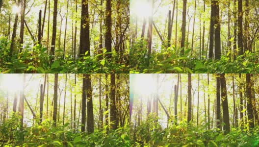 初秋的阳光穿过森林高清在线视频素材下载