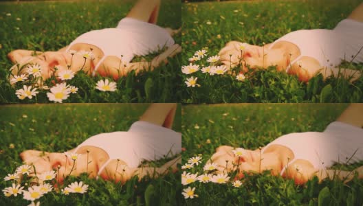 高清多莉:雏菊间的美梦高清在线视频素材下载
