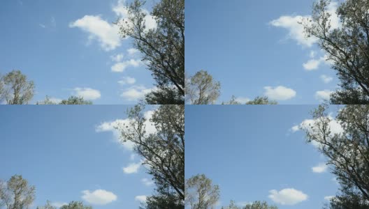 橄榄树上的云景高清在线视频素材下载