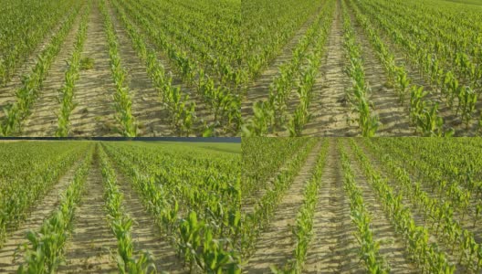高清:玉米田的高角度拍摄高清在线视频素材下载