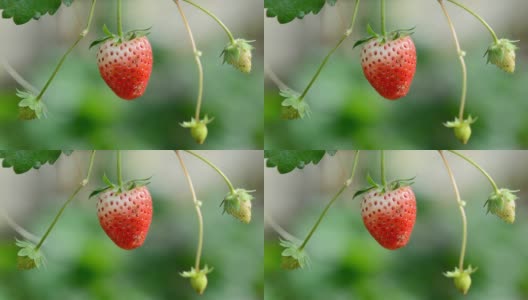 草莓高清在线视频素材下载