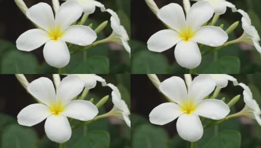 鸡蛋花花。高清在线视频素材下载