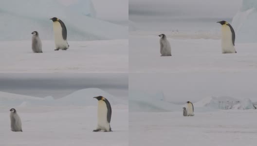 两只企鹅走路高清在线视频素材下载