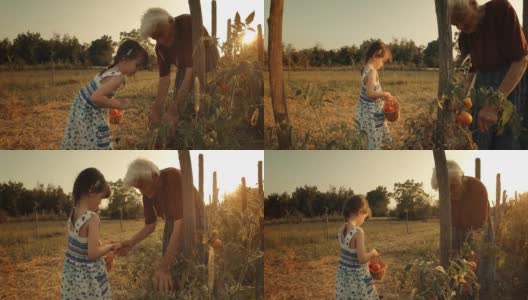 一个小女孩向她的祖母学习如何摘西红柿。真实的人，乡村场景，。镜头光晕，特殊角度，GoPro。高清在线视频素材下载
