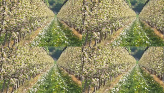 HD DOLLY:盛开的苹果树园高清在线视频素材下载