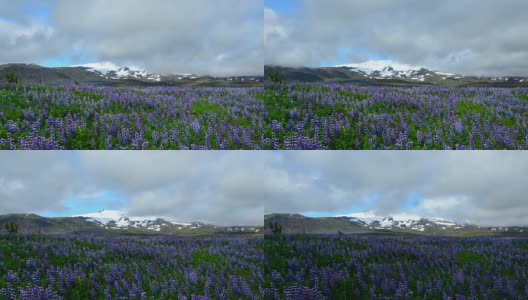 冰岛Russell Lupins场移动云的时间流逝高清在线视频素材下载