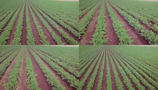 大豆植物的天线高清在线视频素材下载