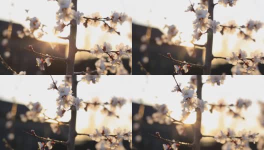 杏花枝头在春天的风中摇曳。花园里树上的花高清在线视频素材下载