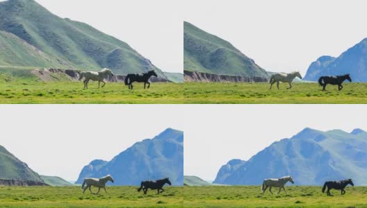 马儿在草原上奔跑。美丽的草原景观。高清在线视频素材下载