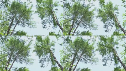 桦树在风中摇摆。绿色的树冠映衬着天空。透过树从下面看天空高清在线视频素材下载