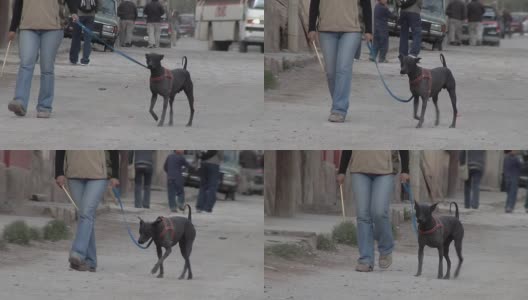 阿根廷胡胡伊省蒂尔卡拉的土路上，一只快乐的狗和主人一起散步。高清在线视频素材下载