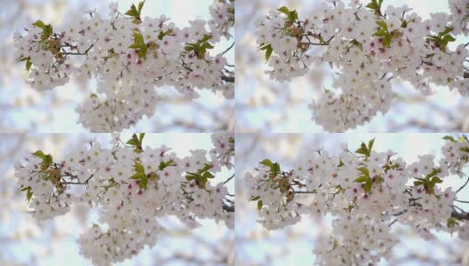 樱花:白色的花朵迎风摆动高清在线视频素材下载