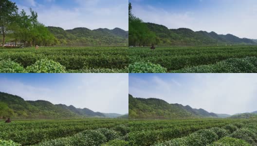 天空，茶树和茶园里的农民，时光流逝。高清在线视频素材下载