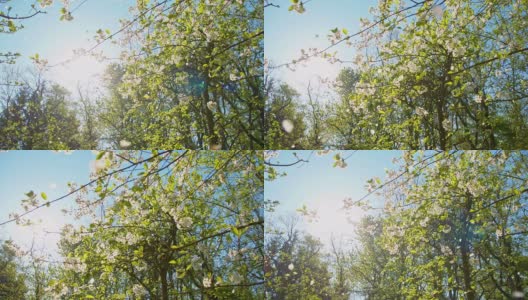花开的花瓣从树上飘落高清在线视频素材下载