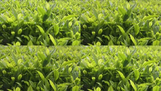 绿茶芽和新鲜的叶子。茶园。高清在线视频素材下载
