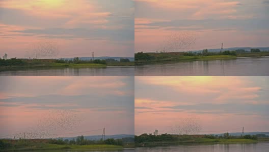 湖上的鸟群高清在线视频素材下载