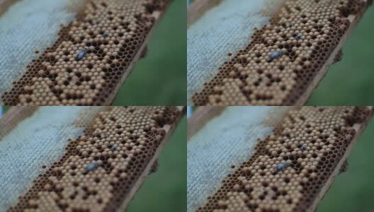 蜜蜂在蜂巢高清在线视频素材下载