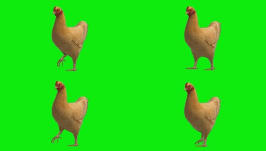 鸡动动物绿屏(可循环)高清在线视频素材下载