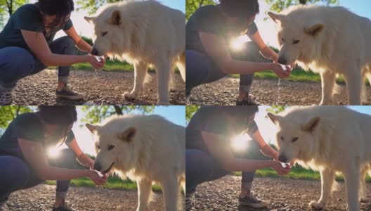 一名妇女给她口渴的瑞士牧羊犬喝水高清在线视频素材下载