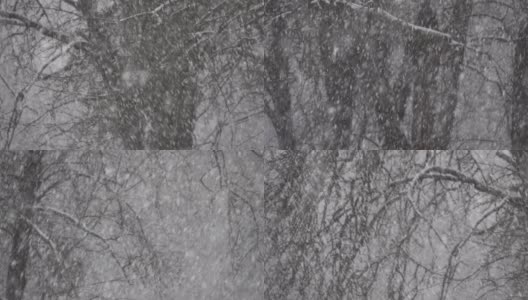 大雪和大风在花园的背景下树木的剪影。高清在线视频素材下载