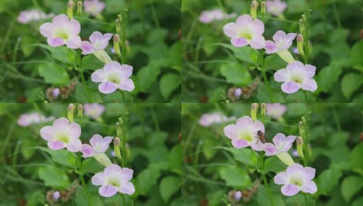 紫花与蜜蜂高清在线视频素材下载