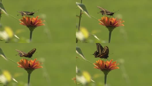 黑蝴蝶在桔黄色的花上高清在线视频素材下载