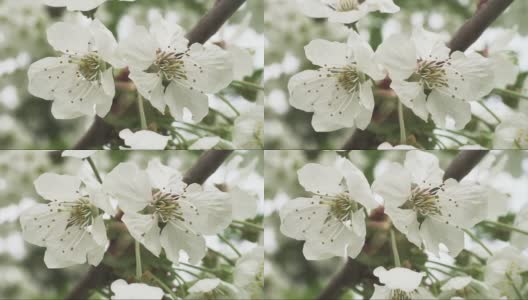 Cherry flowers高清在线视频素材下载
