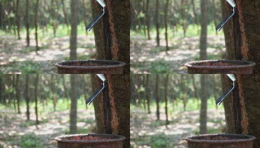 4k视频:橡胶树的乳胶高清在线视频素材下载