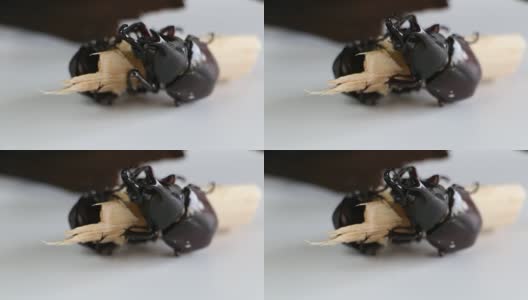 两只雄性犀牛甲虫正在吃甘蔗。高清在线视频素材下载