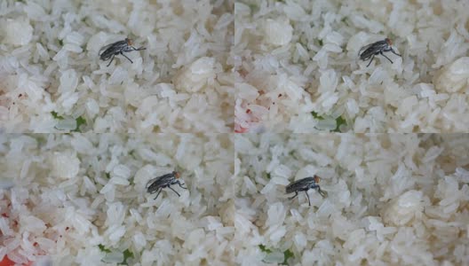 苍蝇聚集在干米粒上高清在线视频素材下载