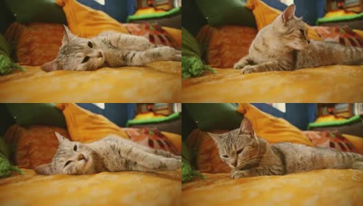 好奇的黄猫躺在床上高清在线视频素材下载