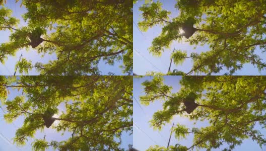 一群蜜蜂聚集在一棵树上高清在线视频素材下载