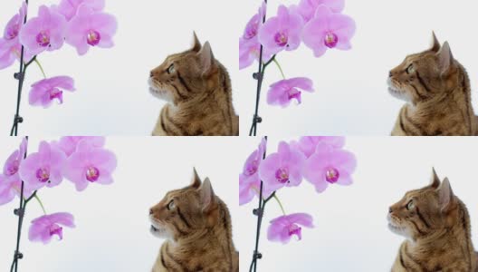 动物Cinemagraph(在运动的照片)的猫与一朵花高清在线视频素材下载