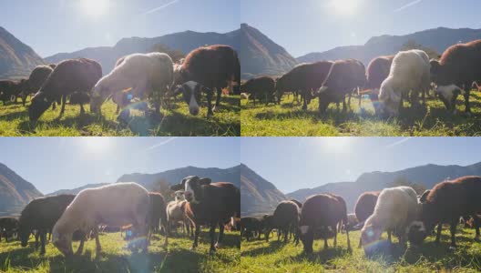羊在草地上吃草高清在线视频素材下载