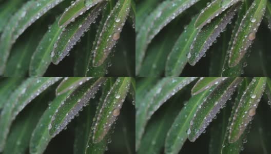 近距离观察植物叶子上的水滴高清在线视频素材下载