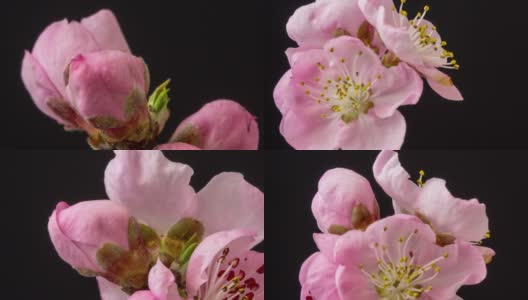 桃花旋转和盛开对黑色水平格式延时4k视频。桃树在春天开花的视频。高清在线视频素材下载