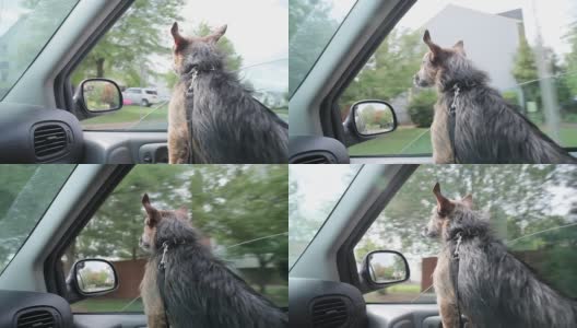狗往车窗外看高清在线视频素材下载