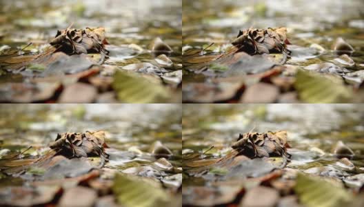 叶子漂浮在水面上。近距离高清在线视频素材下载