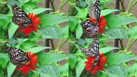 花园里的蝴蝶高清在线视频素材下载