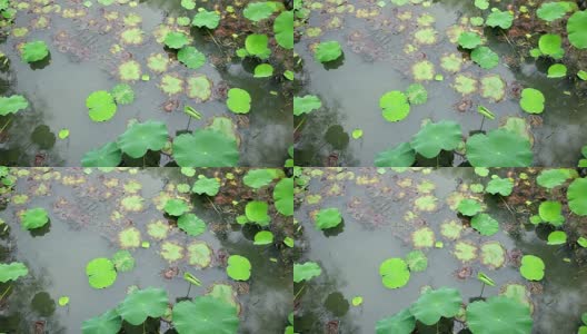 荷叶在下雨天浮在池塘里，实时高清在线视频素材下载